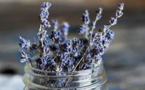 fresh lavender in a jar